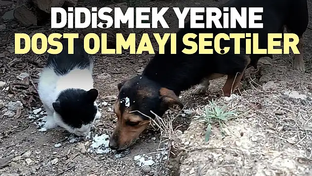 Didişmek yerine dost olmayı seçtiler