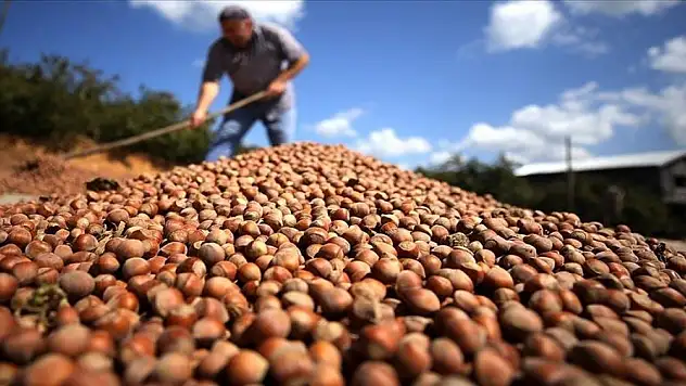 Türk fındığı  124 ülkede alıcı buldu