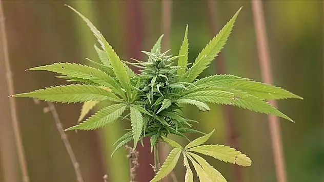 İlaç etkin maddesi üretimi için kenevir yetiştirmek isteyenlere başvurma imkanı