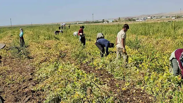 Fasulye hasadı başladı