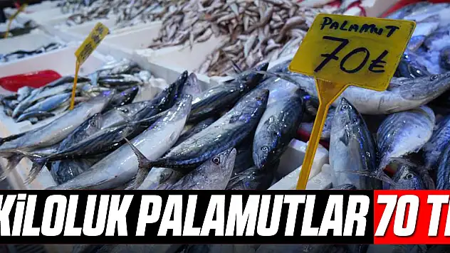 Kiloluk palamutlar 70 TL