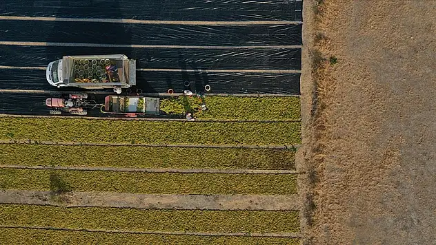 10 soruda işlenmeyen tarım arazilerinin kiraya verilmesi