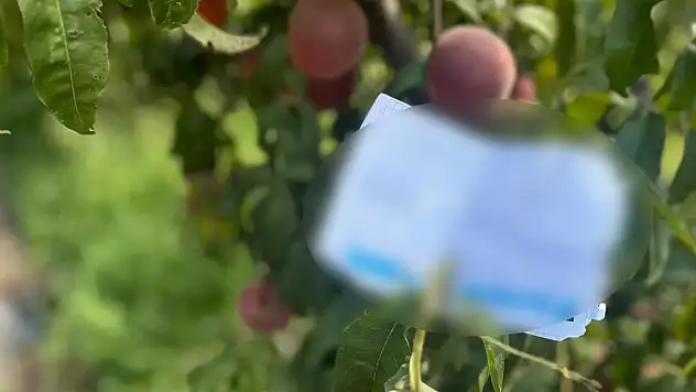 Şeftali ağacındaki not duygulandırdı