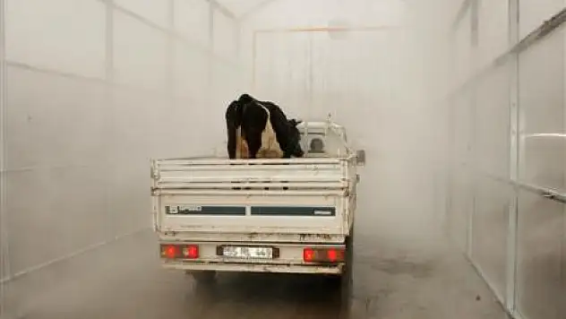 Çarşamba'da Hayvan Pazarında Dezenfeksiyon Sistemi