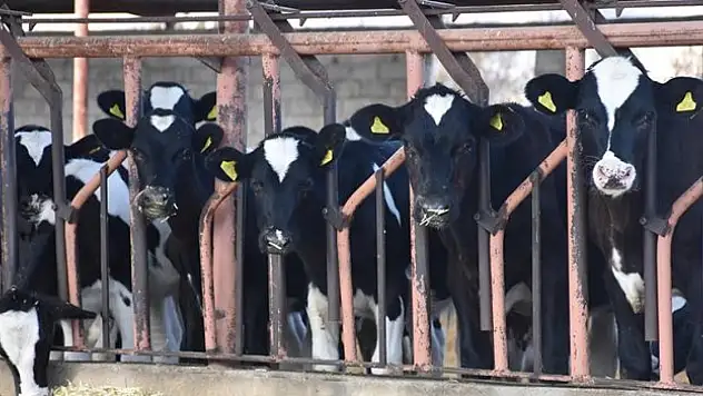 Güçlerini birleştiren çiftçiler, üretimlerini artırdı