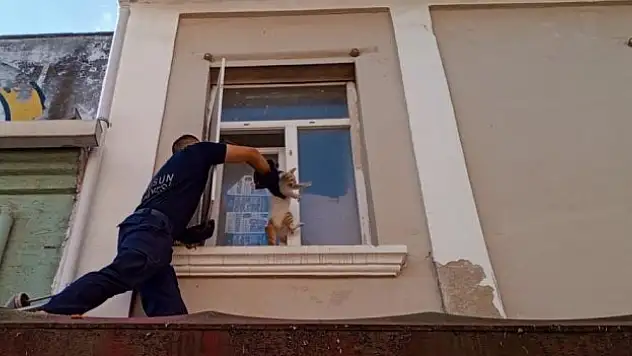 Kedi kurtarma operasyonu