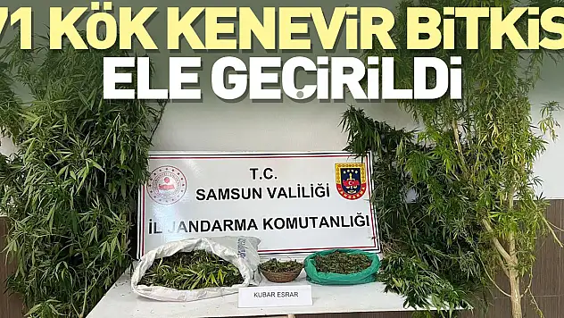 71 kök kenevir bitkisi ele geçirildi
