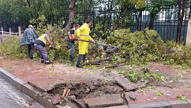 Kökünden kırılan ağaç, kaldırıma yıkıldı