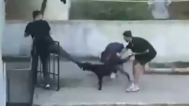 Maltepe'de pitbull dehşeti