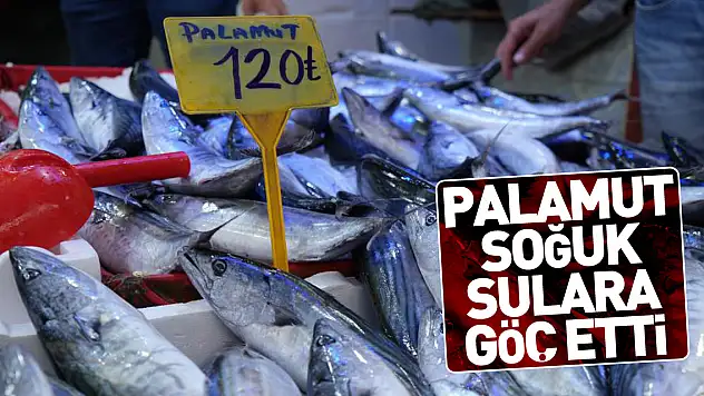 Palamut soğuk sulara göç etti