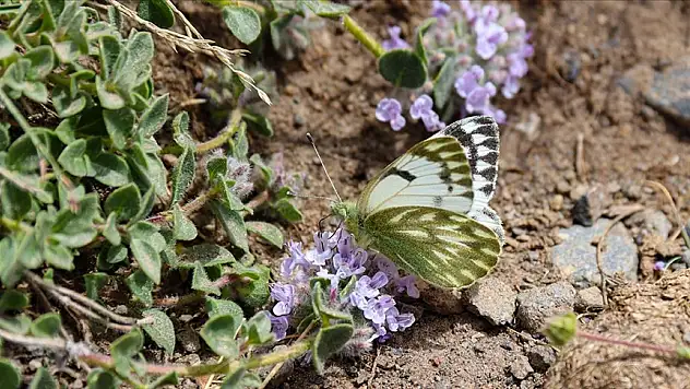 Ağrı Dağı'nda 'dorukların benekli meleği' görüntülendi