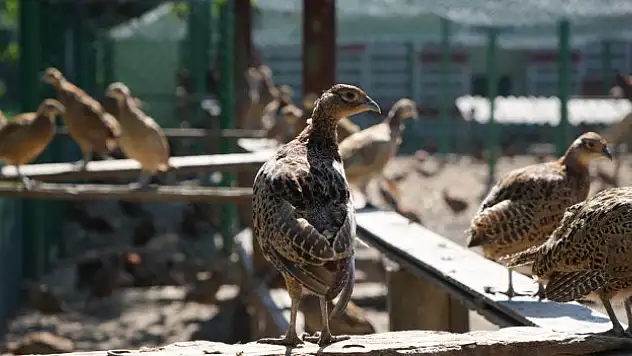 270 bin sülün doğaya bırakıldı