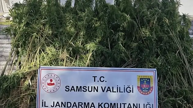 728 kök kenevir bitkisi ele geçirdi