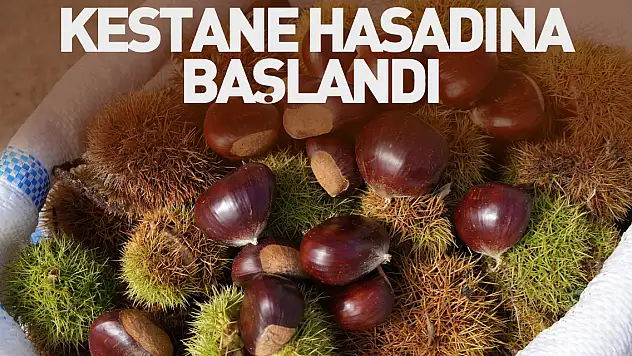 Kestane hasadına başlandI