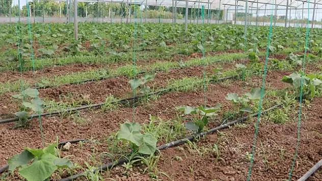 20 bin ton sebze üretiliyor
