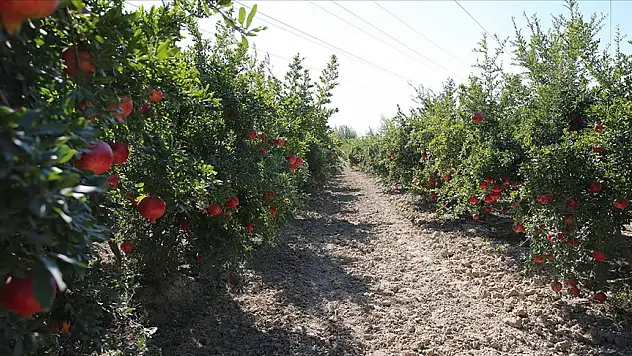 Narda 'faydalı böcek' zirai ilacı azalttı, verimi artırdı