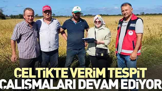 ÇELTİKTE VERİM TESPİT ÇALIŞMALARI DEVAM EDİYOR