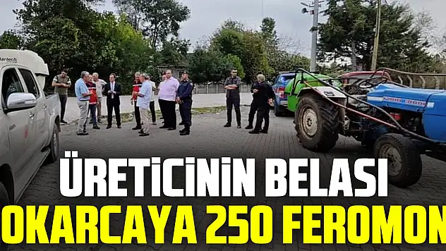 ÜRETİCİNİN BELASI KOKARCAYA 250 FEROMON !