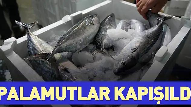 Palamutlar Kapışıldı