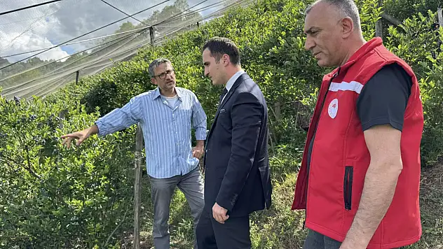 13 dekar alana yaban mersini dikildi