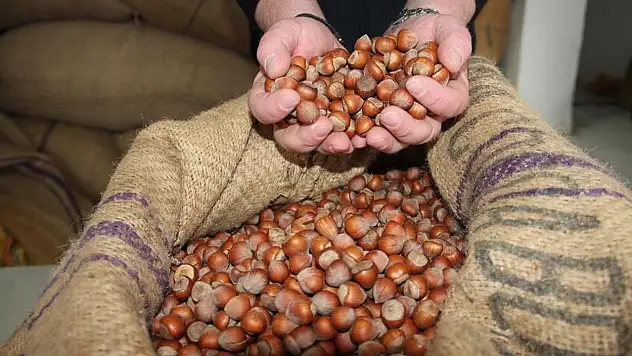 13 Ekim Güncel Fındık Fiyatları Açıklandı