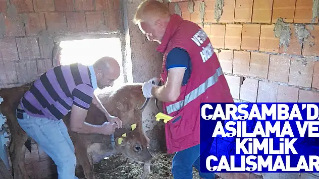 Çarşamba'da aşılama ve kimlik çalışmaları