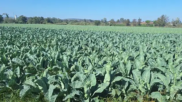 130 bin dekar alana sebze ekildi