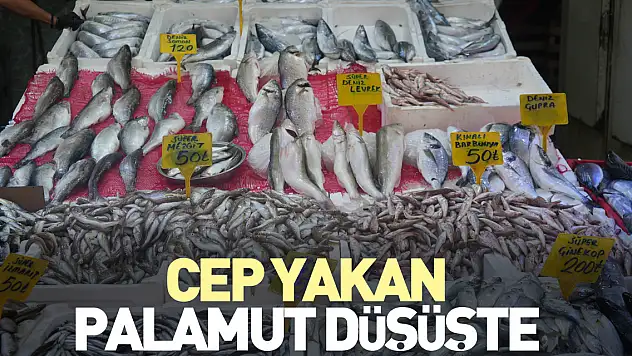 Cep yakan palamut düşüşte