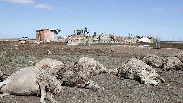 Sürüye saldıran kurtlar 100 koyunu telef etti