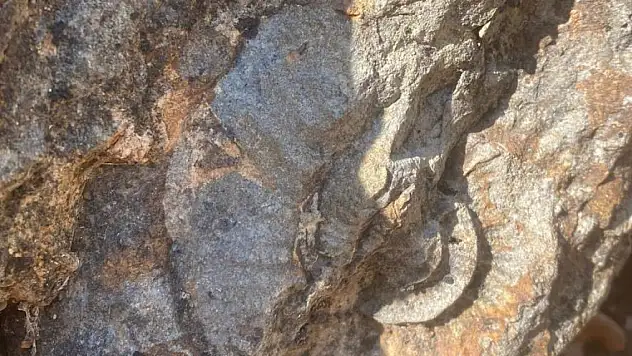 Dinozorlarla yaşayan 'ammonit' isimli hayvan türünün fosilleri bulundu