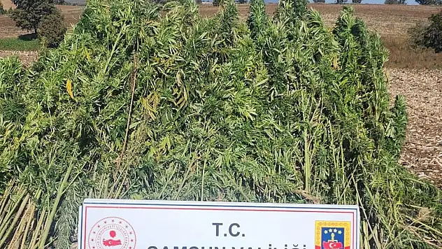 Samsun'da 810 kök kenevir bitkisi ele geçirildi