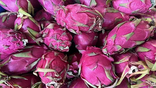 Türkiye'nin tropikal meyve ihracatı arttı