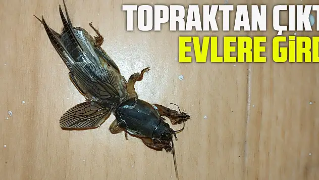 TOPRAKTAN ÇIKTI, EVLERE GİRDİ