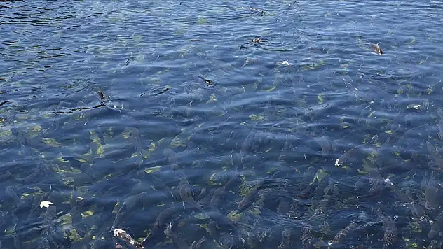 Alabalık sektörü devlet desteğiyle toparlanma sürecinde