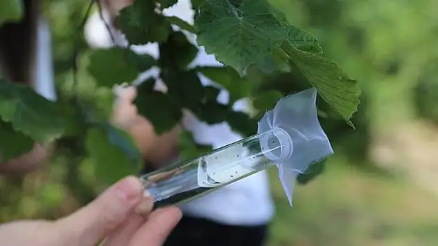 207 bin 'samuray arısı' salımı yapıldı