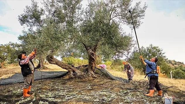 Zeytinyağı üreticisi bu sezon üretimde artış bekliyor