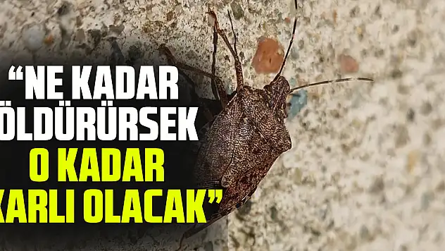 'Ne kadar öldürürsek o kadar karlı olacak'