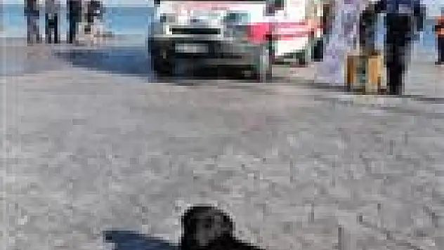 Samsun Büyükşehir Belediyesi'nden Hayvanlara Özel Ambulans