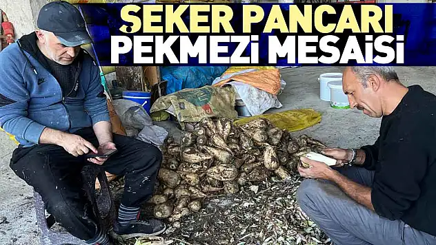 ŞEKER PANCARI PEKMEZİ MESAİSİ