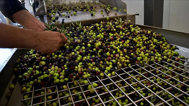 Köyüne zeytinyağı tesisi kurdu