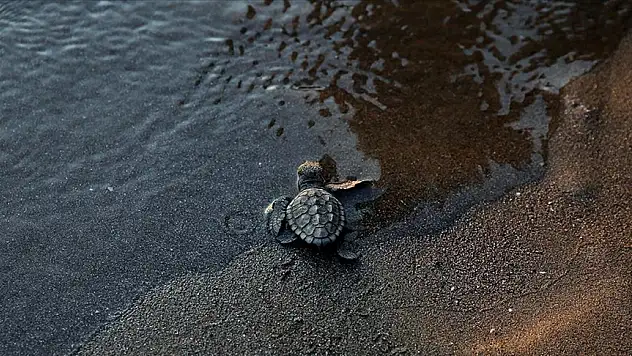 44 bin caretta caretta mavi sularla buluştu