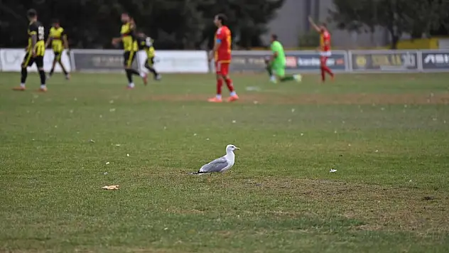 Yeşil sahada sürpriz misafir: Martı
