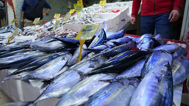 Palamut bereketine balıkçılar bile şaşkın: 'Böyle bir sezon görmedik'