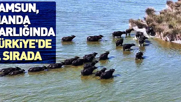 Manda varlığında 1. sırada