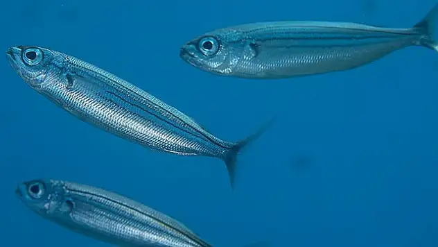 İki balık türü tescillendi