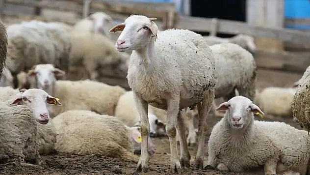 Başvuru ve ödemelerde kolaylık sağlanacak