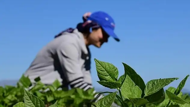 Genç girişimciler artıyor