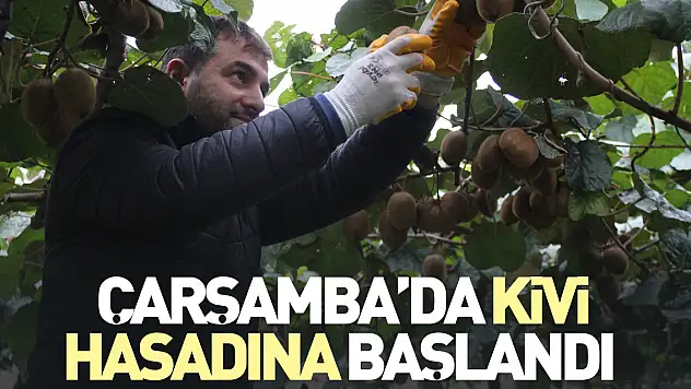 Çarşamba'da Kivi Hasadına Başlandı