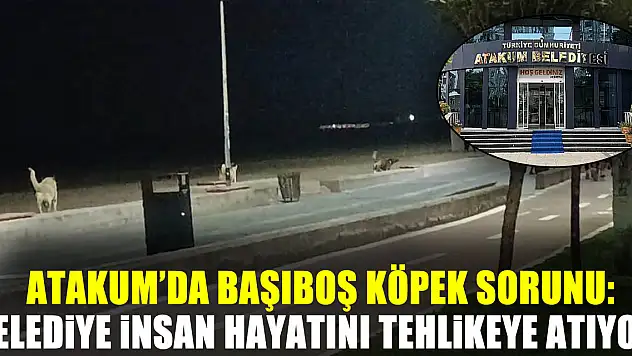 Atakum'da Başıboş Köpek Sorunu: Belediye İnsan Hayatını Tehlikeye Atıyor!