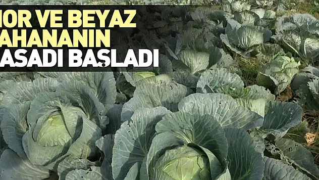 Mor ve beyaz lahananın hasadı başladı